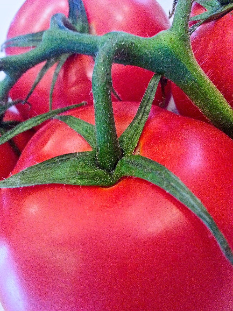 tomatoes