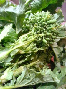 broccoli rabe floret
